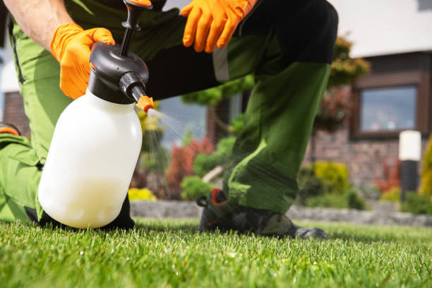 Best Flea Control Services  in Mount Pleasant, UT