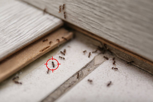 Best Ant Control Services  in Mount Pleasant, UT