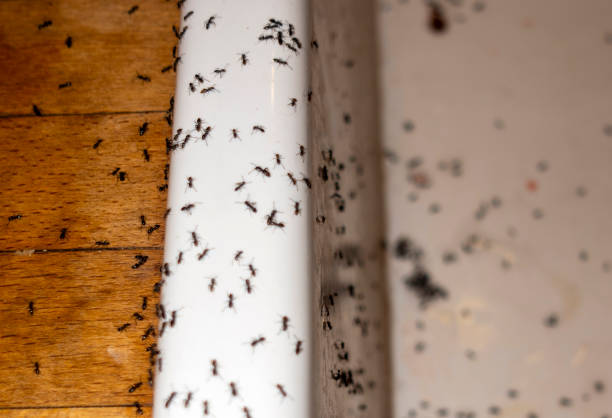 Best Pest Removal Services  in Mount Pleasant, UT