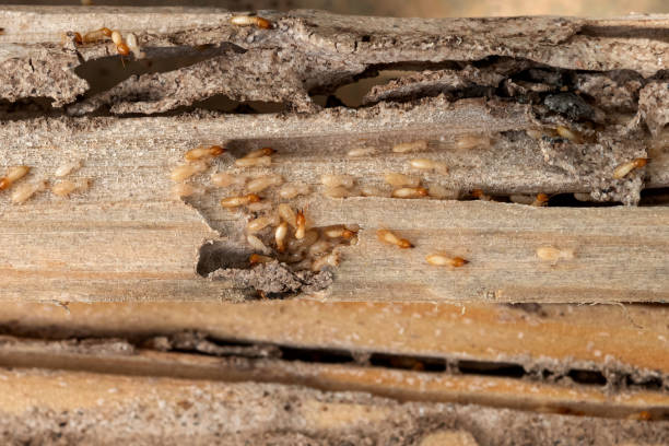 Best Wildlife Control Services  in Mount Pleasant, UT